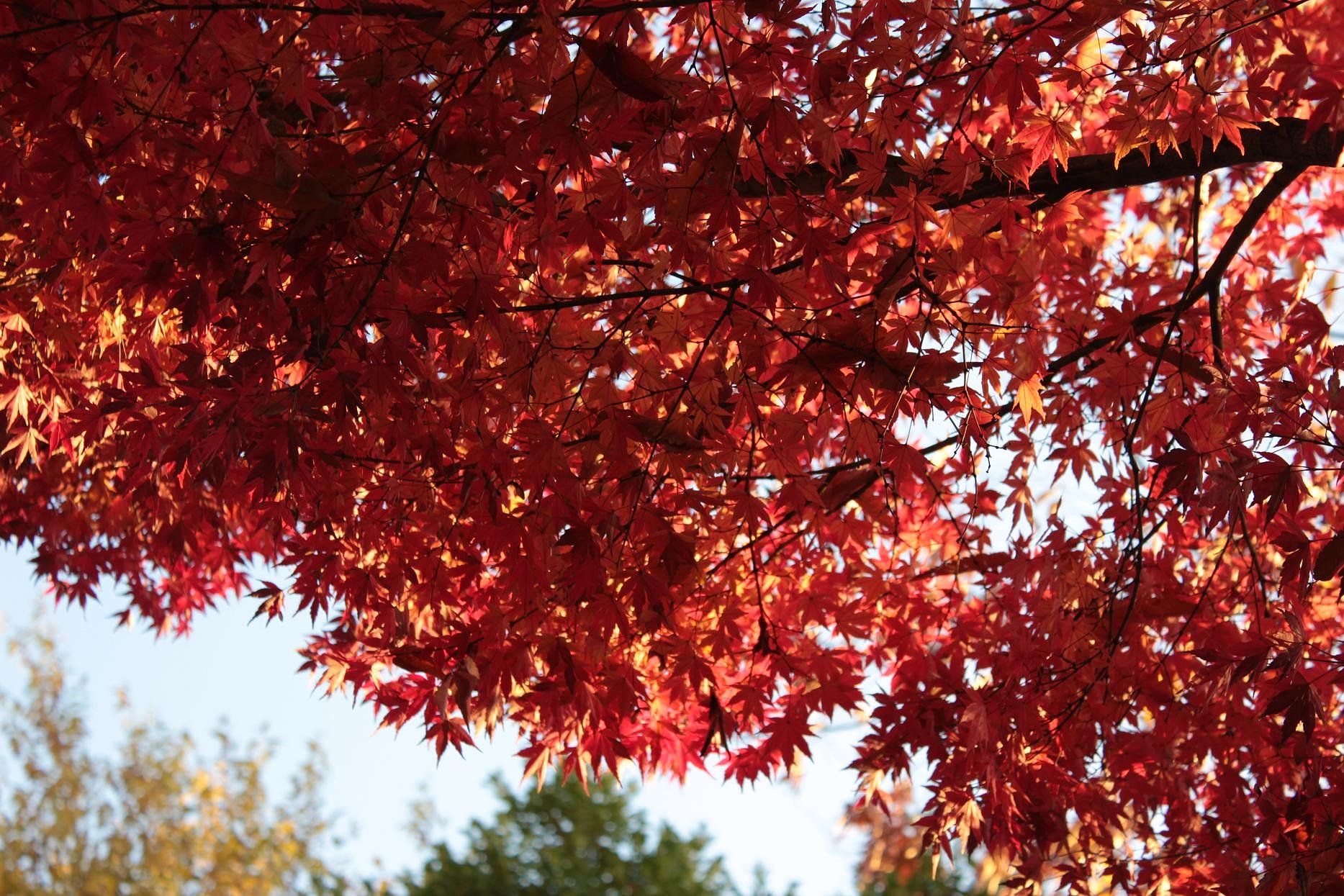 夕陽紅く
