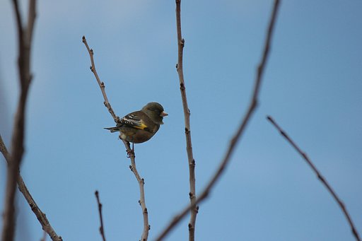 川辺の小鳥