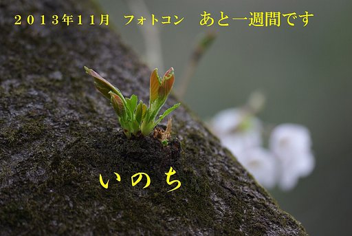 3月30日の写真