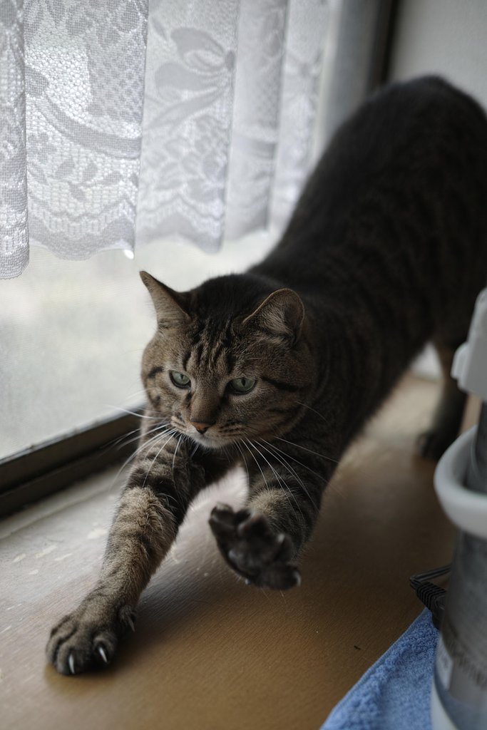 ねこを撮ってみました
