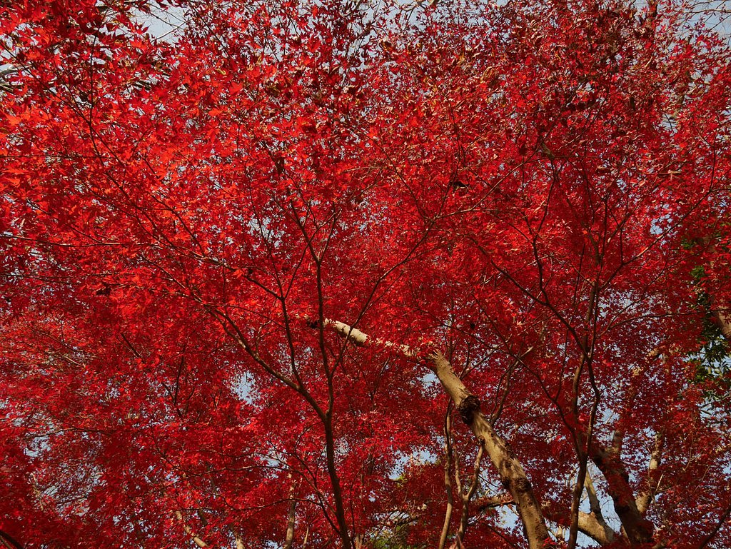 紅葉の終焉