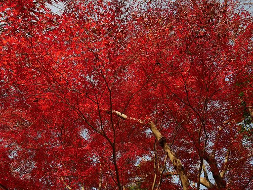 紅葉の終焉