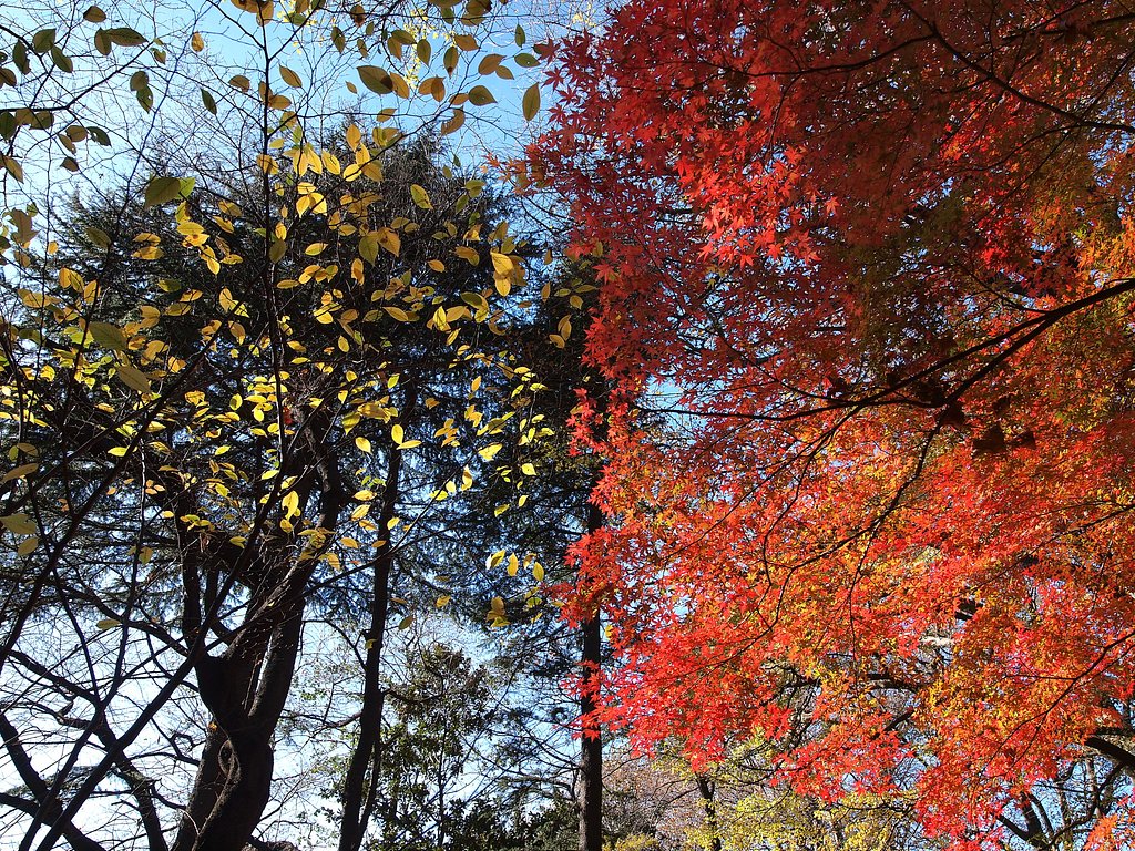 麗しの晩秋