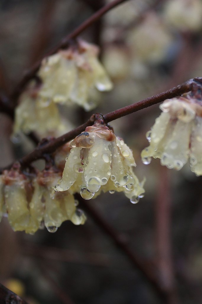 雨の蝋梅