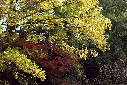 梅林とモミジ森