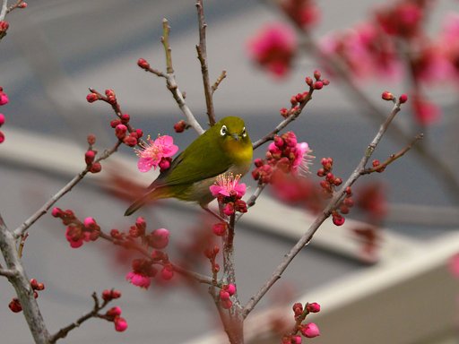 梅とメジロ