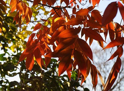 「紅葉」