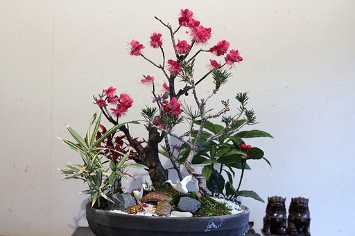 紅梅
