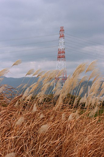 風ススキ