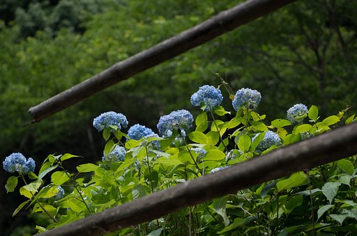 欄干