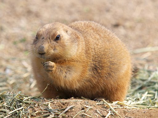 食む