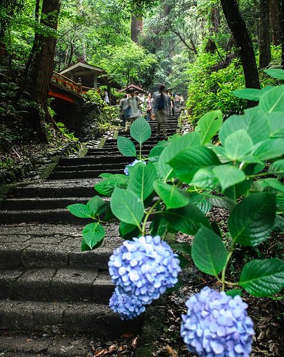 あじさい坂