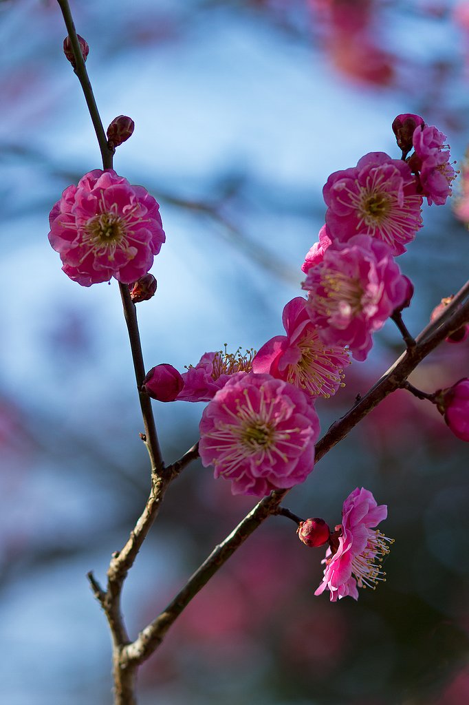 EF85mm F1.8