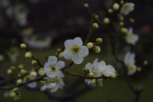 梅林　大阪城