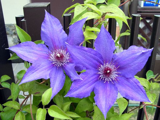 6月4日の写真