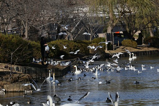 冬の千波湖