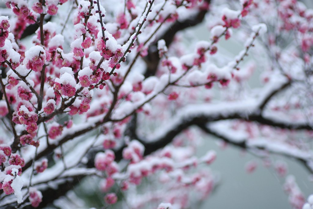 雪