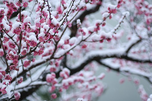 雪