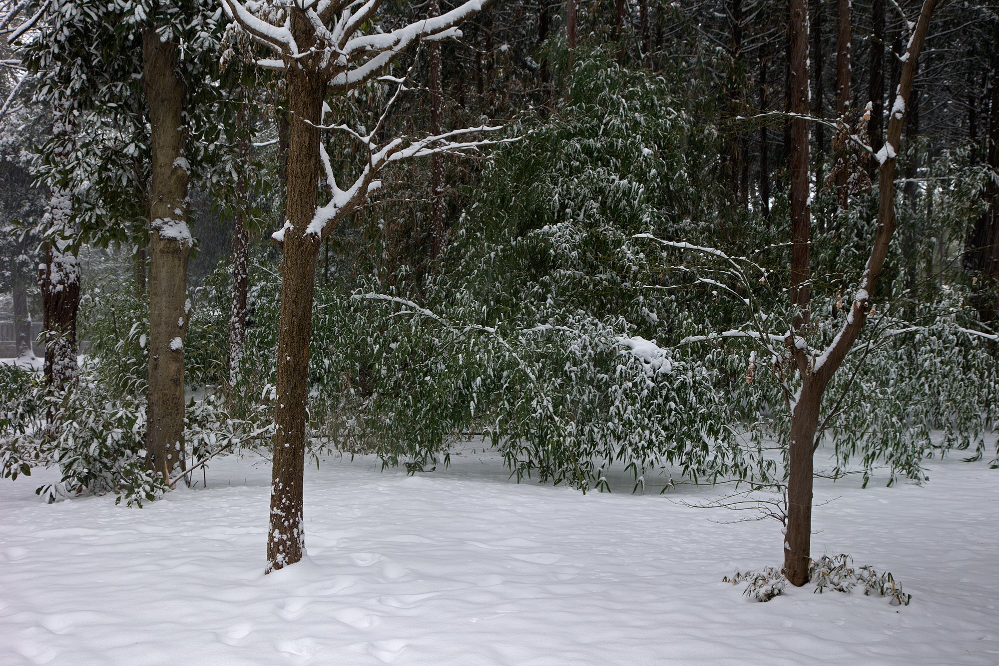 雪の森で