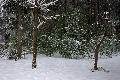 雪の森で