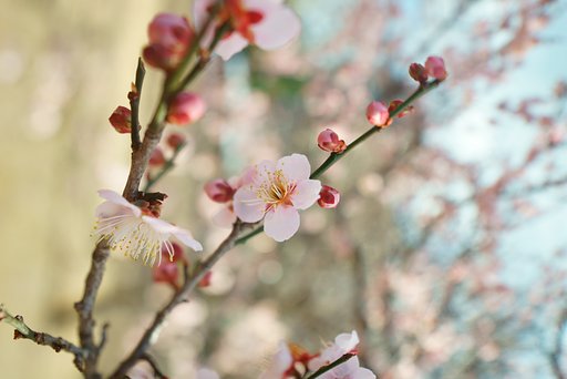 SAMYANG T-S24mm F3.5
