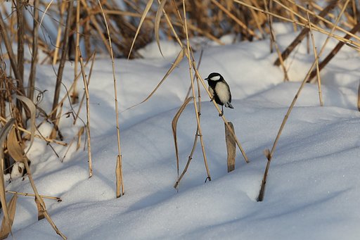 雪中のシジュウカラ