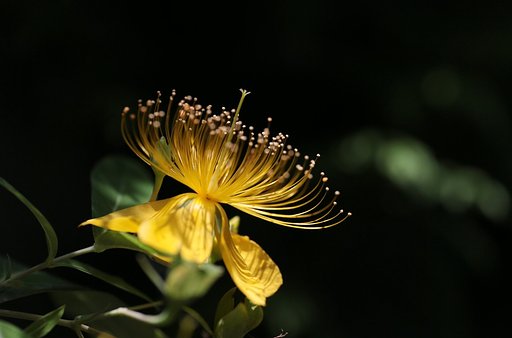 【光】 蕊たちの輝き