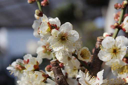 朝日に喜ぶ白梅