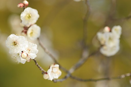 やっと７分咲きかな？