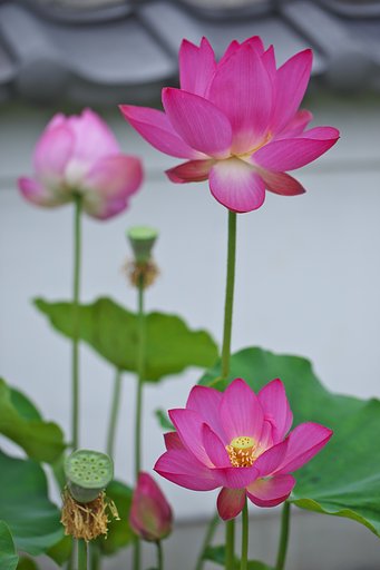 蓮花②