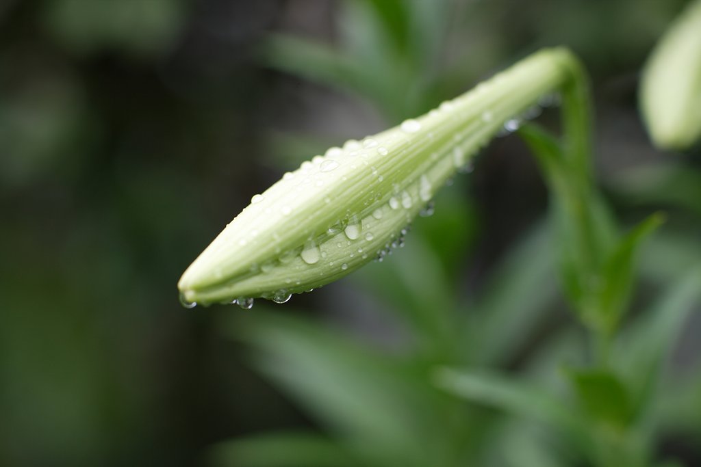 雨上がり