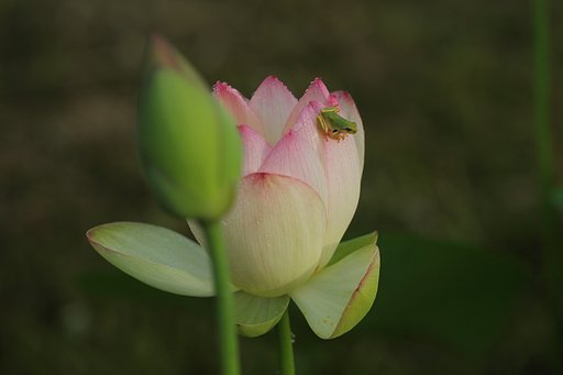 ハスとカエル