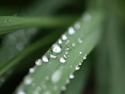 水玉
