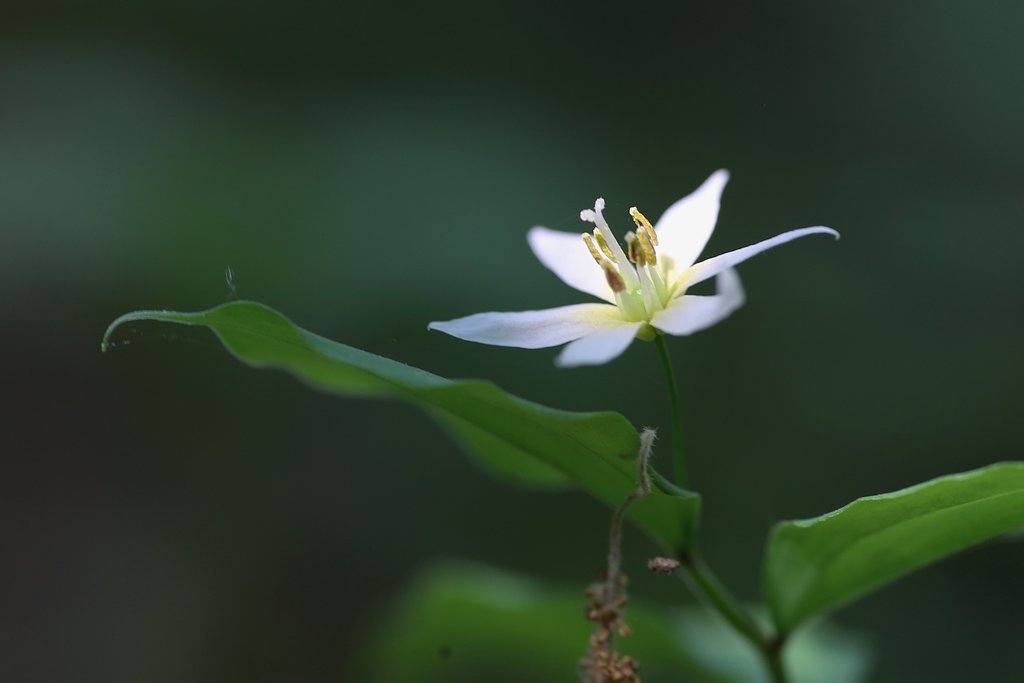 稚児百合