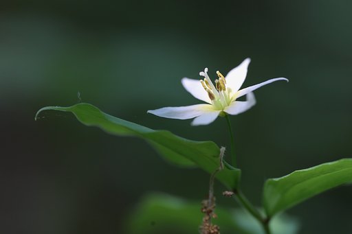 稚児百合