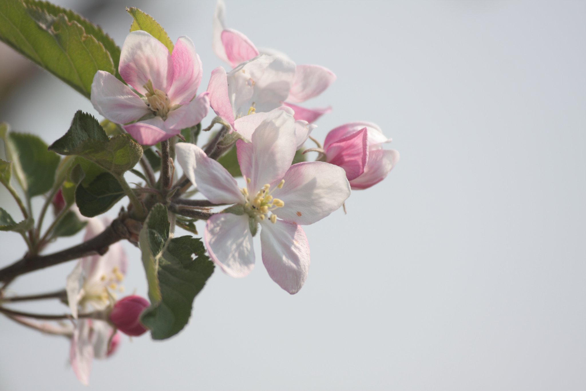 林檎の花