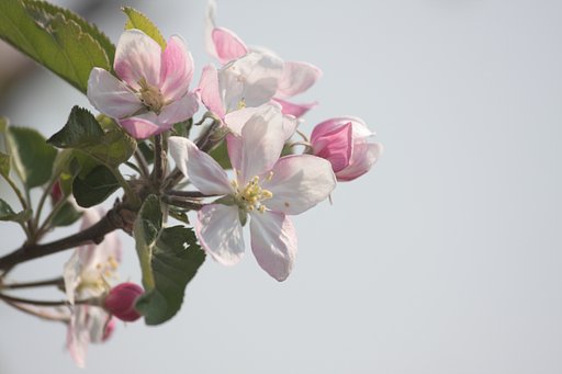 林檎の花