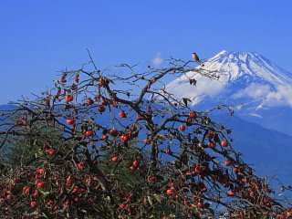百舌鳥と富士