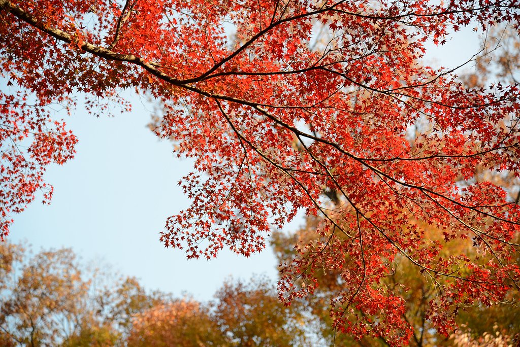 紅葉の錦