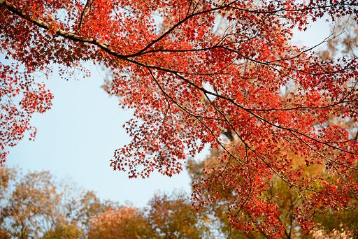 紅葉の錦