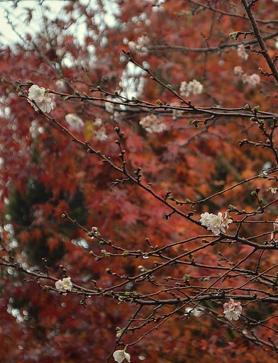 紅葉と桜