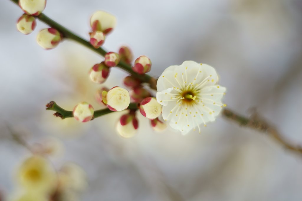 Canon S 50mm F1.8 Ⅱ（Lマウント)+接写リング1:2