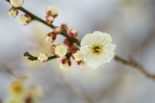 Canon S 50mm F1.8 Ⅱ（Lマウント)+接写リング1:2