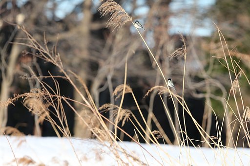 雪の葦原にて