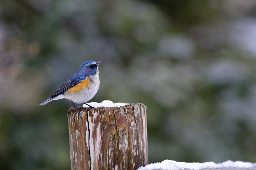 青い鳥