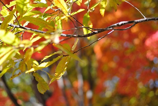 燃える【いのち】即ち紅葉