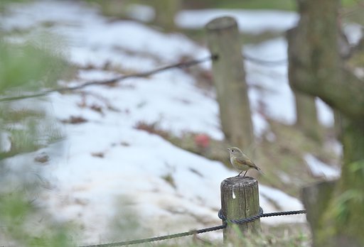 残雪に思う