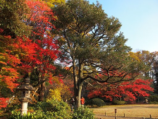 公園の秋色