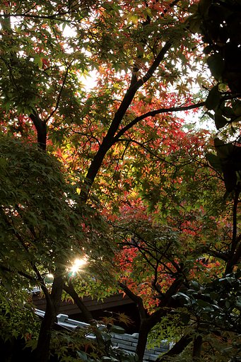 朝を迎えた神社モミジ