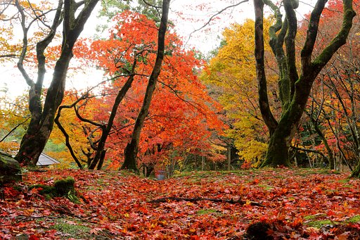 紅葉も終盤・・・Ⅱ